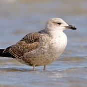 Lesser Black-backed Gull